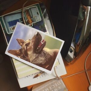 Alfred Mainzer German Shepherd Dog Squeaking Postcard